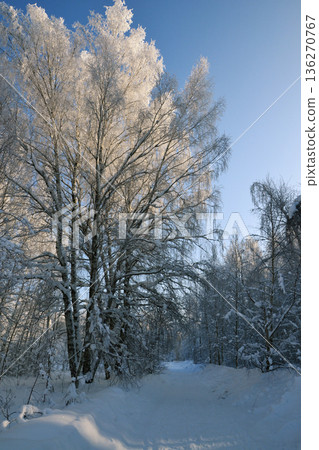 Trees covered with snow and snowdrifts around Trees covered with snow and snowdrifts around 136270767