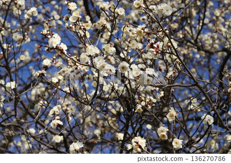 冬季公園盛開的白梅花 冬季公園盛開的白梅花 136270786
