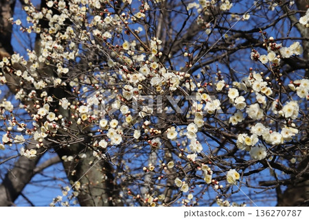 冬季公園盛開的白梅花 136270787