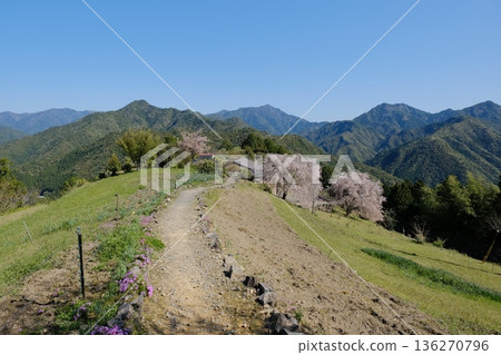 小邊地與畑無村的春天:櫻花點綴的山村景色 小邊地與畑無村的春天:櫻花點綴的山村景色 136270796