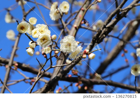 White plum blossoms blooming under a clear blue winter sky White plum blossoms blooming under a clear blue winter sky 136270815