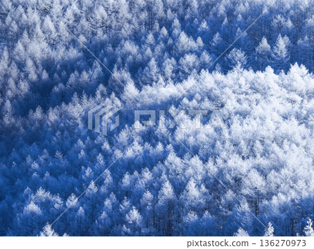 Lycrae of larch Lycrae of larch 136270973