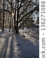 The play of light and shadow on the snow on a frosty winter day in the forest 136271088