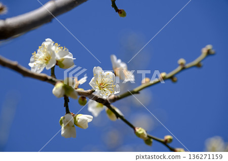 Early spring plum blossoms 136271159