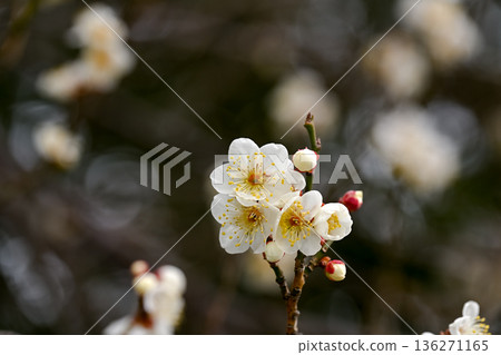 Early spring plum blossoms Early spring plum blossoms 136271165