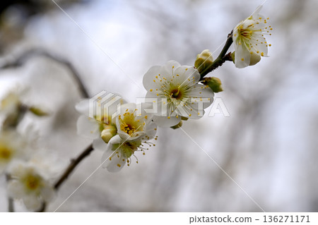 早春的梅花 早春的梅花 136271171