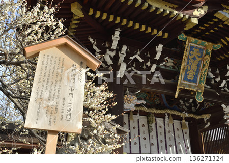 Kitano Tenmangu Shrine: Sankomon Gate and white plum blossoms (Kamigyo Ward, Kyoto City) 136271324