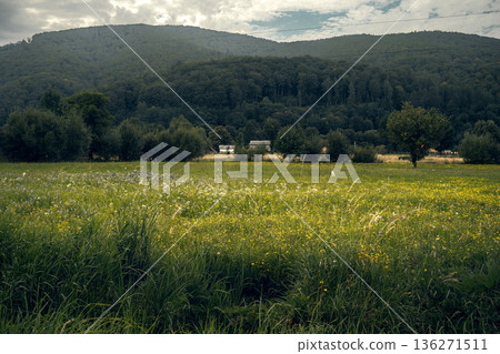 Natural Wildflower Field in Mountain Countryside 136271511