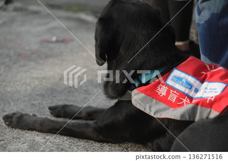 guide dog guide dog 136271516
