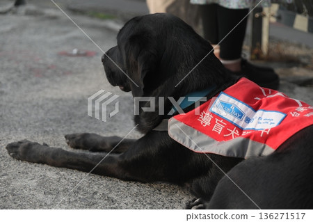 guide dog 136271517