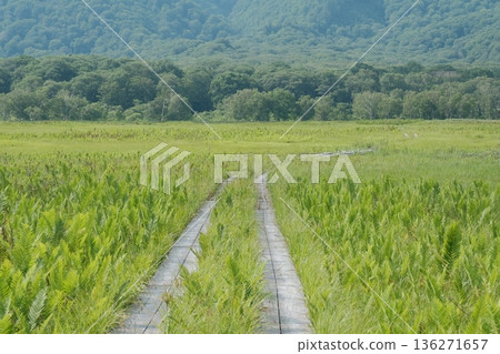 A boardwalk through Ozegahara - A green landscape spreading across the marshland in summer 136271657