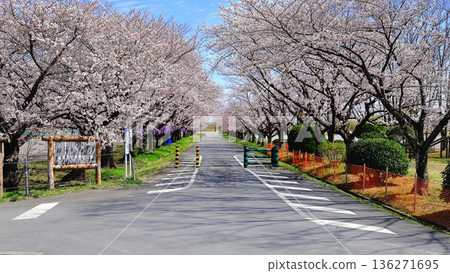 藤岡虎瀨運動公園的櫻花樹 136271695