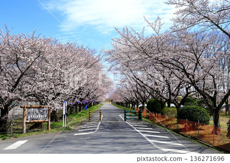 Cherry blossom trees at Fujioka Torase Sports Park Cherry blossom trees at Fujioka Torase Sports Park 136271696