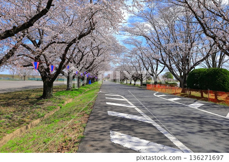 藤岡虎瀨運動公園的櫻花樹 136271697