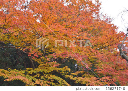 Jogoin秋葉 Jogoin秋葉 136271748