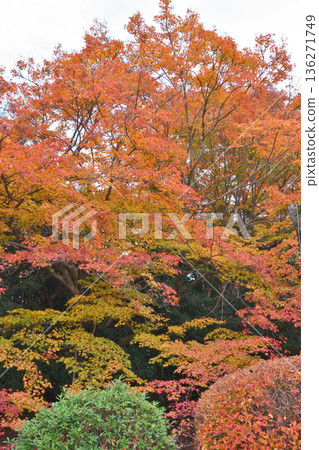 Jogoin秋葉 136271749