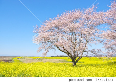 Cherry blossoms and rape blossoms in full bloom at Watarase Retarding Basin 136271784