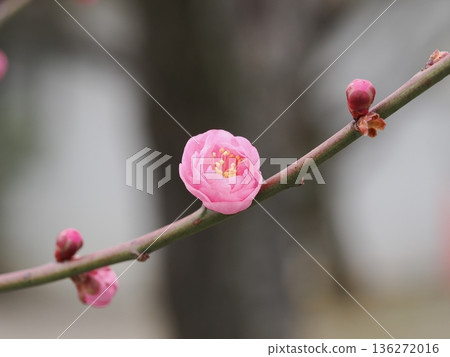 A flower of red plum blossoming spring A flower of red plum blossoming spring 136272016