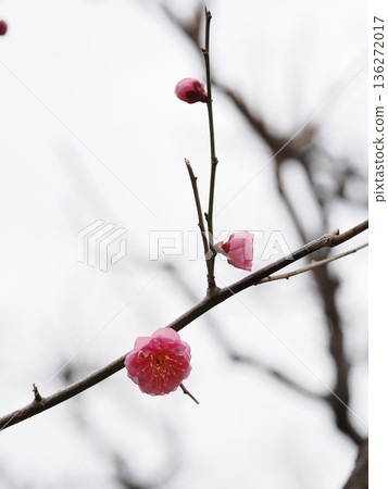 Red plum which began to bloom Red plum which began to bloom 136272017