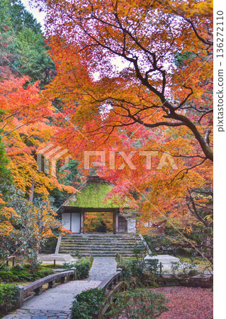 法然院的山門和秋葉 136272110