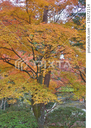 法然院的山門和秋葉 法然院的山門和秋葉 136272114