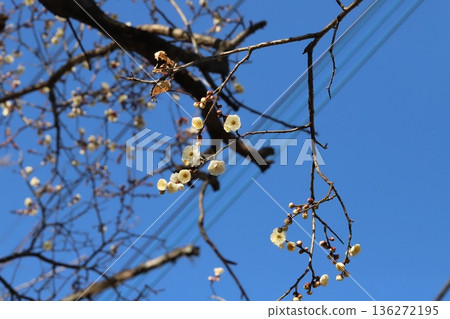 White plum blossoms blooming in a winter park White plum blossoms blooming in a winter park 136272195