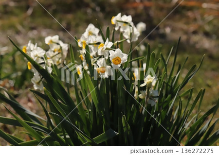 Daffodil flowers with white petals and yellow corona blooming in a winter field Daffodil flowers with white petals and yellow corona blooming in a winter field 136272275
