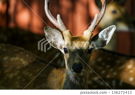 當一頭長著鹿角的雄鹿盯著你看的時候 136272413