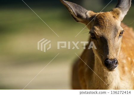 A natural landscape capturing a deer with a calm expression A natural landscape capturing a deer with a calm expression 136272414