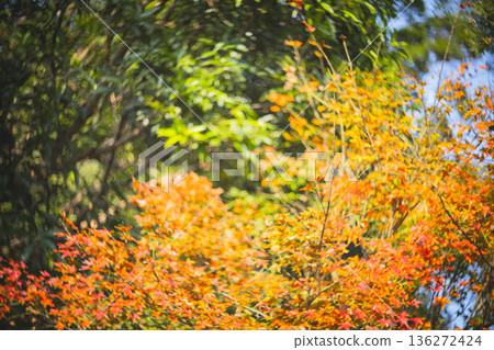 楓葉 楓葉 136272424