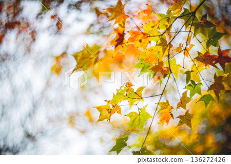 楓葉 楓葉 136272426