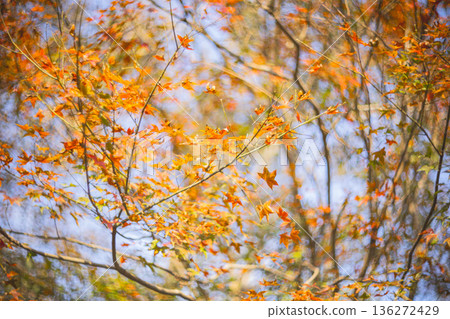 楓葉 楓葉 136272429