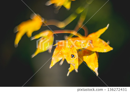 楓葉 楓葉 136272431