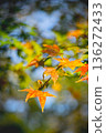 楓葉 136272433