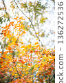 楓葉 136272536