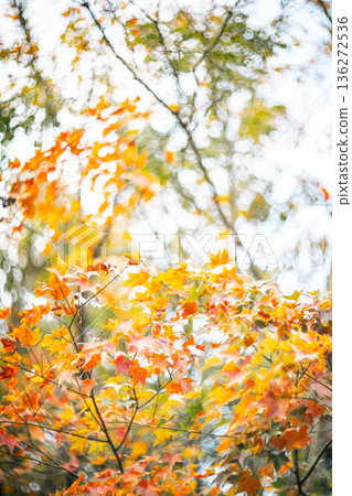 Maple leaf Maple leaf 136272536