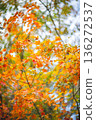楓葉 136272537