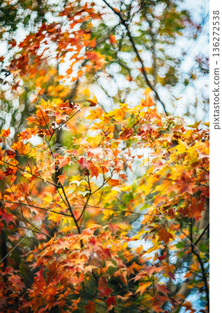 楓葉 136272538