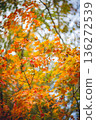 楓葉 136272539