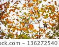 楓葉 136272540