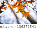 楓葉 136272541