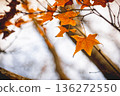 楓葉 136272550