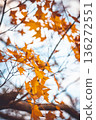 楓葉 136272551