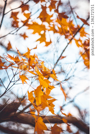 楓葉 136272551