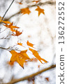 楓葉 136272552