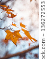 楓葉 136272553