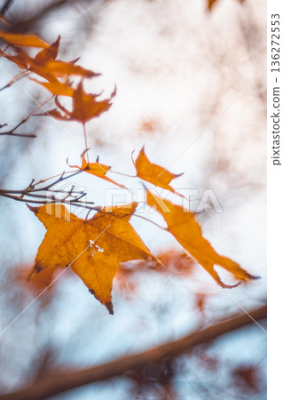 Maple leaf 136272553