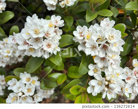 Small insects gather around the blooming Umbra umbellata flowers. Early summer natural scenery and plant life. 136272614
