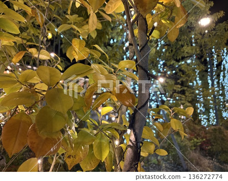 Trees and illuminations coloring the autumn nights - illuminated natural scenery 136272774