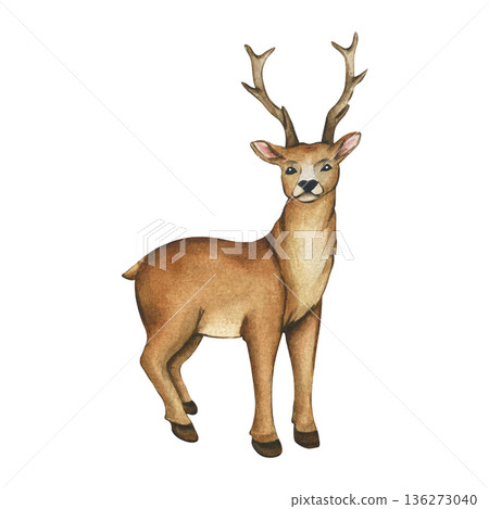 Watercolor illustration of deer. Christmas and winter illustration with Reindeer for decor and design. Woodland wild animal. Watercolor hand painted of deer with antlers for decorative forest design Watercolor illustration of deer. Christmas and winter illustration with Reindeer for decor and design. Woodland wild animal. Watercolor hand painted of deer with antlers for decorative forest design 136273040